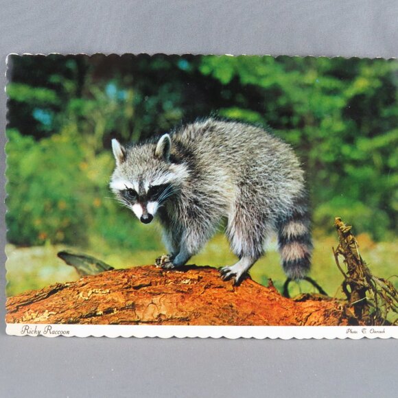 Vintage Postcard - Ricky Raccoon - Dexter Press - Picture 1 of 4